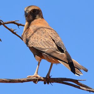 Brown falcon.