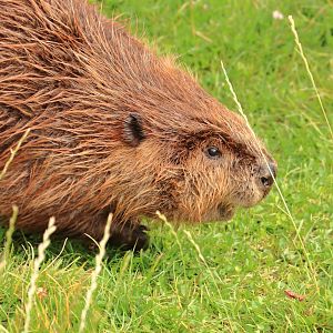 North American Beaver