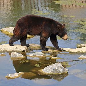 American black bear