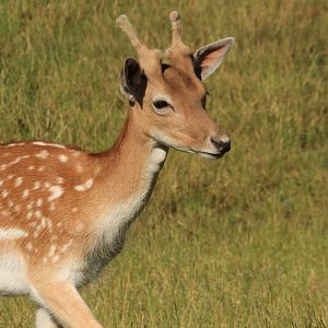 European fallow deer
