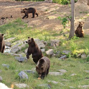 European brown bear feeding