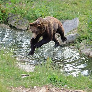 European brown bear