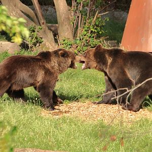 European brown bears