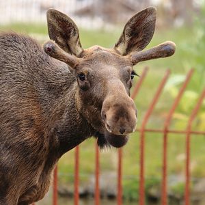 Eurasian moose