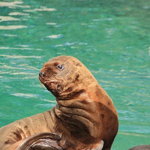 Steller sea lion baby