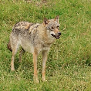 European wolf