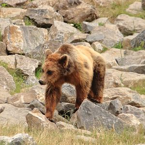 European brown bear