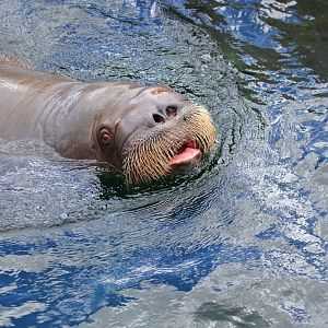 Walrus