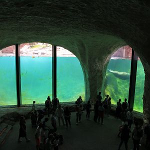 The Land of Cold - Walrus and polar bear under water viewing