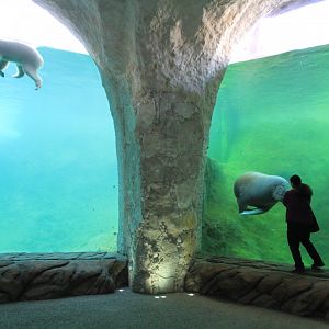 The Land of Cold - Walrus and polar bear under water viewing