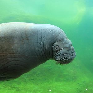 Walrus