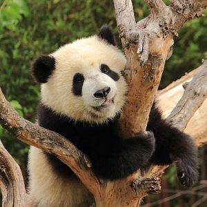 Young Giant Panda