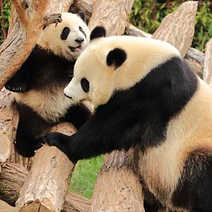 Giant Pandas