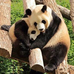 Giant Pandas