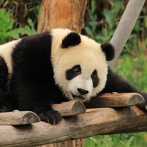 Young Giant Panda