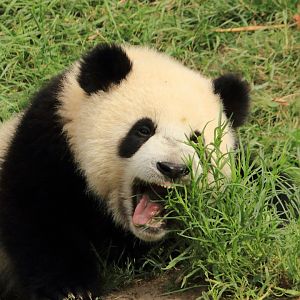 Young Giant Panda