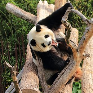Giant Panda