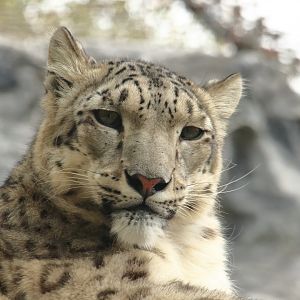 Snow leopard