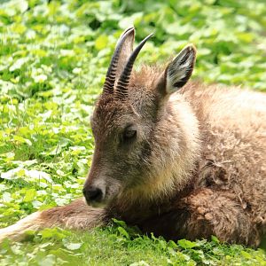 Chinese goral