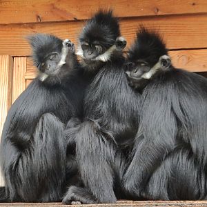 François' langurs
