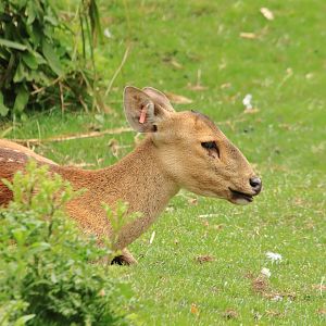Indian hog deer