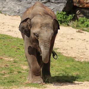Asian elephant