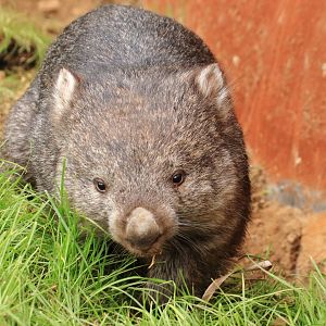 Tasmanian common wombat