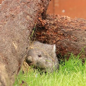 Tasmanian common wombat