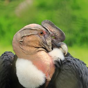 Andean condor