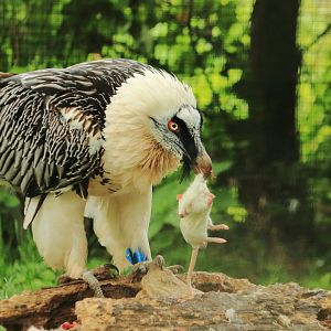 Bearded vulture