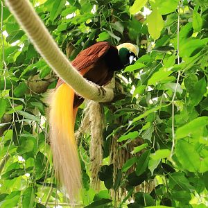 Greater bird-of-paradise