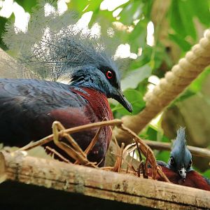 Western crowned pigeon