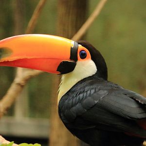 Toco Toucan