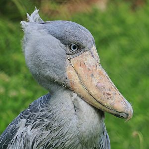 Shoebill