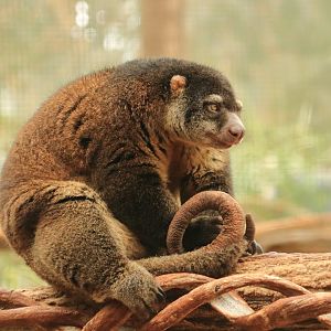 Bear cuscus