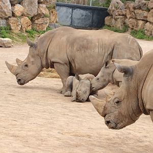 White rhinos