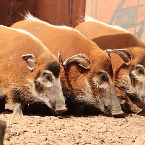Red river hogs