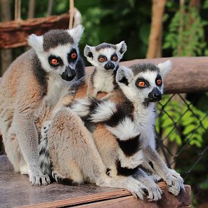 Ring-tailed lemurs