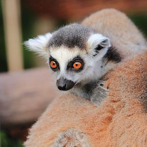 Ring-tailed lemur