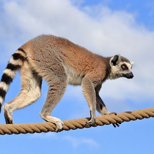 Ring-tailed lemur