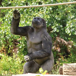 Western lowland gorilla
