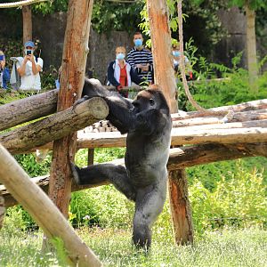 Western lowland gorilla