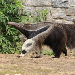 Giant anteater