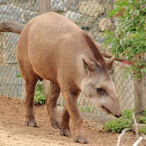 South American tapir