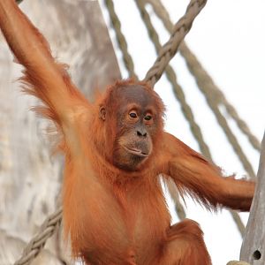 Sumatra orang-utan