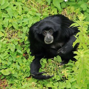 Siamang
