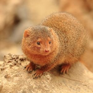 Common dwarf mongoose