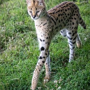 Serval / Hamerton / 15-7-20