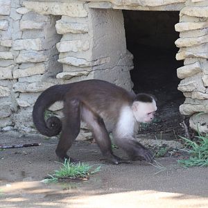 White-headed Capuchin Monkey