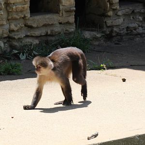 Strange looking capuchin monkey